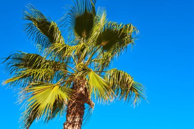 Mavi gökyüzünün altındaki palmiye ağacı. Yaz tatilleri. Akdeniz kıyısı