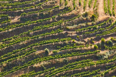 Ribeira Sacra 'daki teras üzüm bağları. Bizimki, İspanya. Tarım ve Ekvador