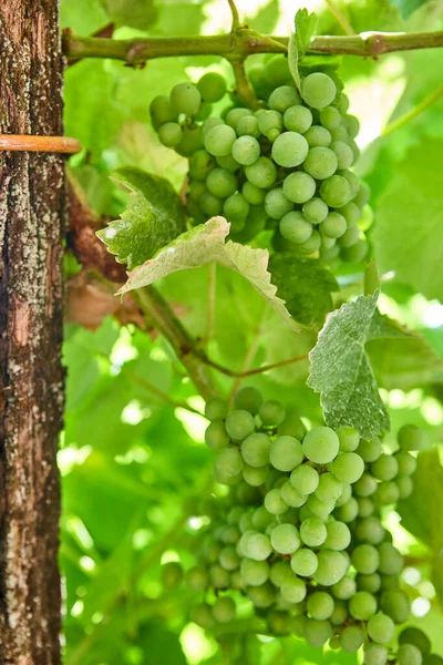 Bunches Grapes Detail Ribeira Sacra Galicia Spain Agriculture — ストック写真