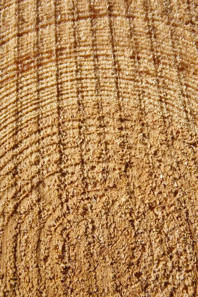 Detalhe Log Corte Fresco Desmatamento Fundo Natureza Indústria Madeireira — Fotografia de Stock