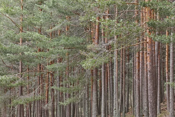 Tallskog Naturbakgrund Grön Och Hälsosam Miljö Övergripande — Stockfoto