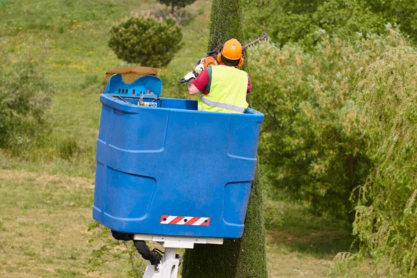 Gärtner Schneidet Eine Zypresse Einem Kran Saisonale Baumpflege — Stockfoto