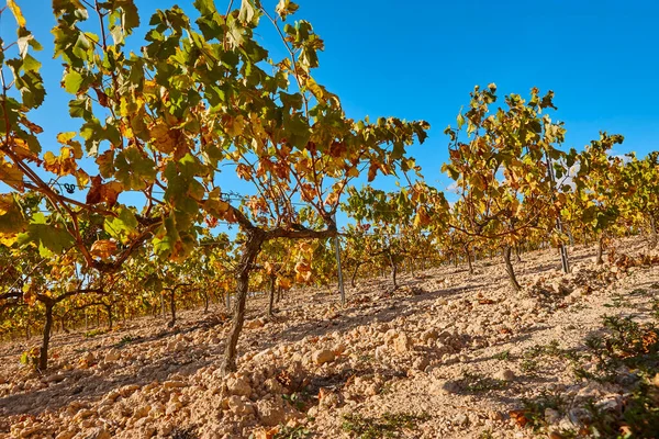 Plantação Vinhas Utiel Requena Hora Colheita Valência Espanha — Fotografia de Stock