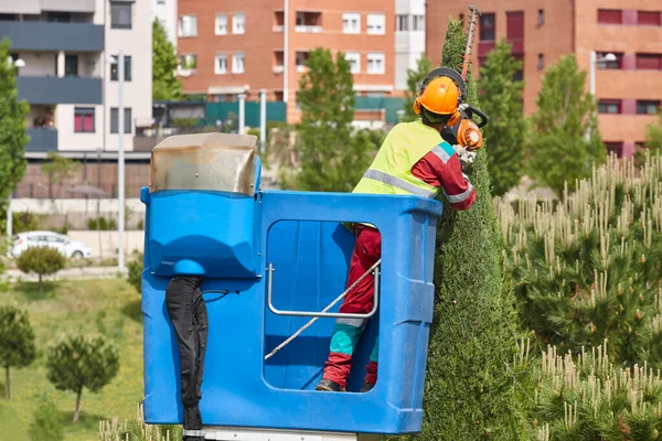 Giardiniere Urbano Potatura Cipresso Una Gru Manutenzione Stagionale — Foto Stock