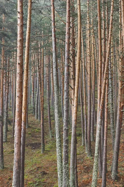 Pine Tree Forest Nature Background Green Healthy Environment Vertical — Stock Photo, Image