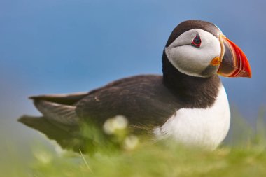 Mykines kayalıklarında ve Atlantik okyanusunda martı. Faroe Adaları kuş yaşamı
