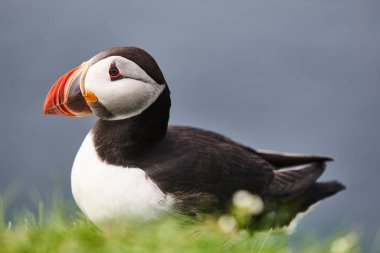 Mykines kayalıklarında ve Atlantik okyanusunda martı. Faroe Adaları kuş yaşamı