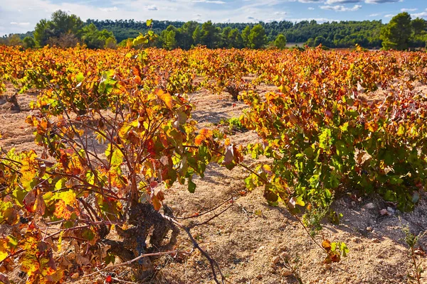 Piantagione Vigneti Utiel Requena Ora Del Raccolto Valencia Spagna — Foto Stock