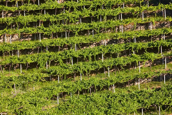 Ribeira Sacra Terraço Vinhas Rio Sil Galiza Espanha — Fotografia de Stock