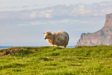 Faroe adaları kayalıklarında koyun otluyor. Yeşil manzara kıyı şeridi