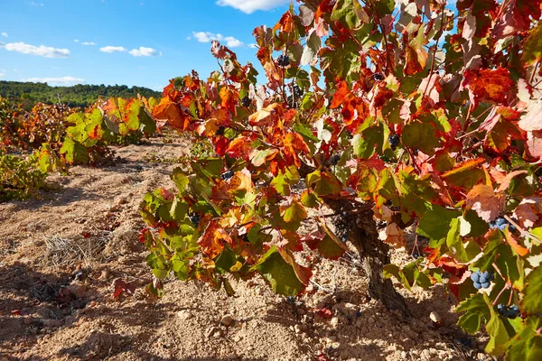 Plantação Vinhas Utiel Requena Hora Colheita Valência Espanha — Fotografia de Stock