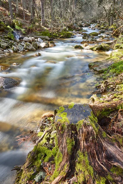 Bos Kreek Gebroken Boom Lozoya Rivier Madrid Spanje — Stockfoto