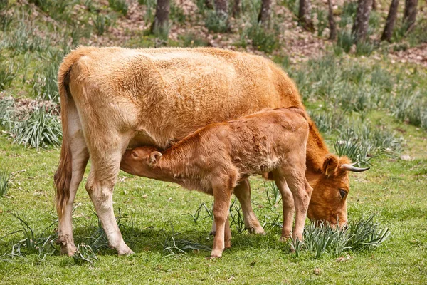 未断奶的小牛犊正在从他母亲那里挤奶 牛的牛 名词化 — 图库照片