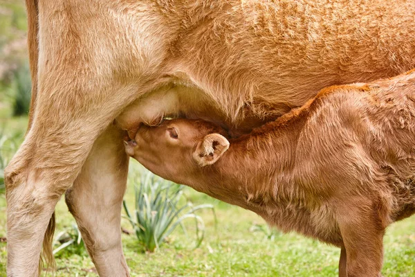 Unweaned Calf Suckling His Mother Bovine Cattle Nursling — Stock Photo, Image