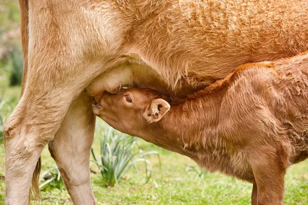 Ternero Destetado Amamantando Madre Ganado Bovino Enfermera — Foto de Stock