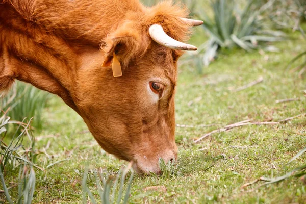 Vaca Pastando Pastos Naturales Detalle Principal Ganadería —  Fotos de Stock