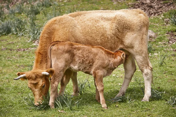 Elválasztatlan Borjú Szopik Anyjától Szarvasmarha Ápolószerszám — Stock Fotó