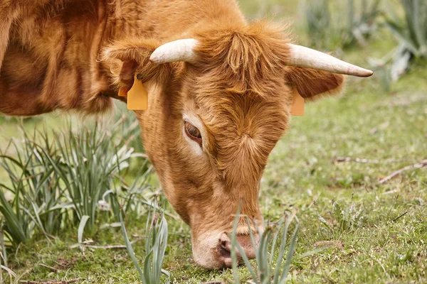 Αγελάδα Βόσκει Φυσικό Βοσκότοπο Λεπτομέρεια Βοοειδή Κτηνοτροφία — Φωτογραφία Αρχείου