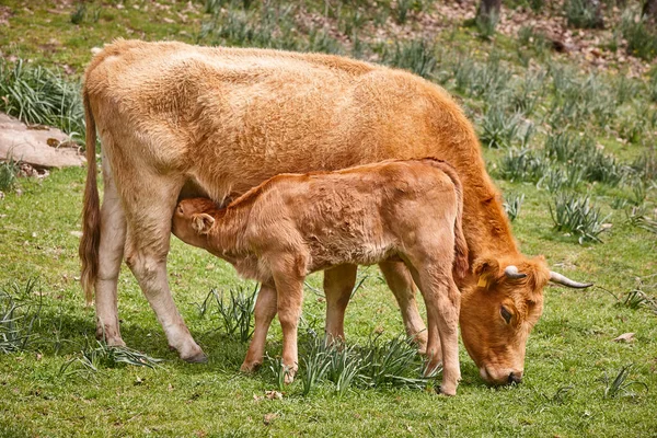 Ternero Destetado Amamantando Madre Ganado Bovino Enfermera —  Fotos de Stock