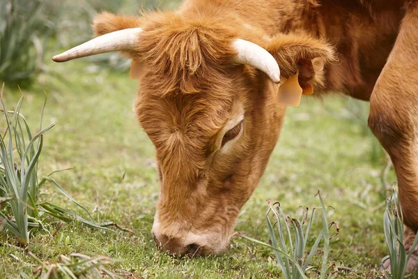 Krowy Pasą Się Naturalnych Pastwiskach Główny Szczegół Hodowla Bydła — Zdjęcie stockowe