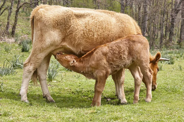 Unentwöhntes Kalb Das Von Seiner Mutter Gesäugt Wird Rindvieh Nährlinge — Stockfoto