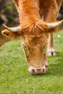 İnek otlatan doğal otlak. Baş müfreze Sığır çiftliği.