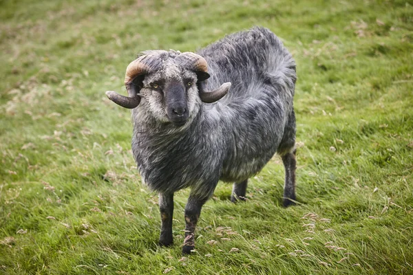 Faroe Adalarının Kırsalında Otlayan Boynuzlu Koyunlar Danimarka — Stok fotoğraf