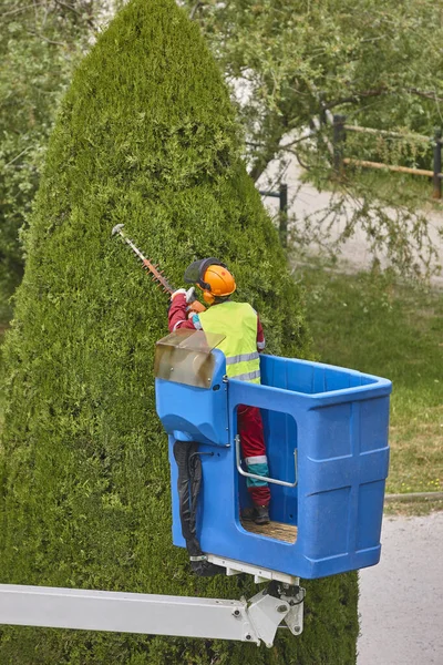 Gärtner Schneidet Eine Zypresse Einem Kran Saisonale Baumpflege — Stockfoto