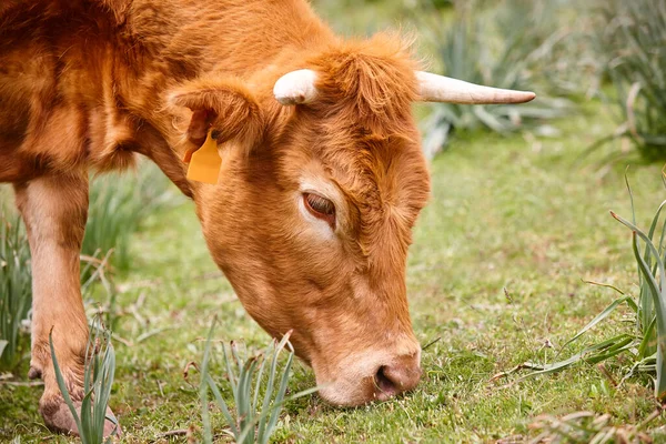 Корова Пасе Природне Пасовище Деталі Голови Тваринництво — стокове фото