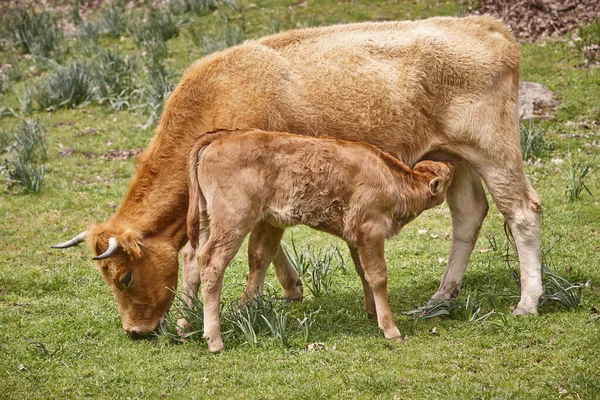 Nieodstawione Cielę Ssące Matki Bydło Pielęgniarka — Zdjęcie stockowe