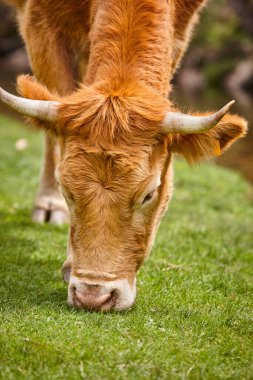 İnek otlatan doğal otlak. Baş müfreze Sığır çiftliği.