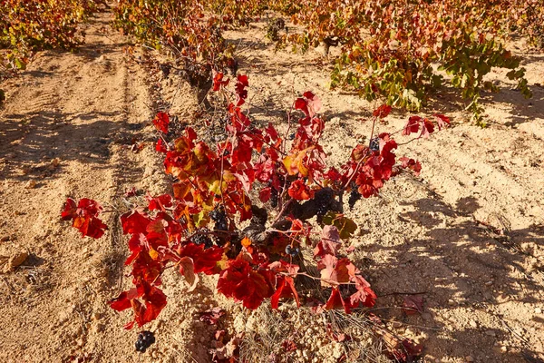 Plantação Vinhas Utiel Requena Hora Colheita Valência Espanha — Fotografia de Stock