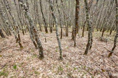 Sonbaharda dökülen yapraklarla çevrili yaprak döken orman. Yapraklar