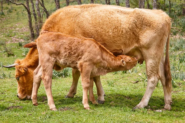 Unweaned Calf Suckling His Mother Bovine Cattle Nursling — Stock Photo, Image