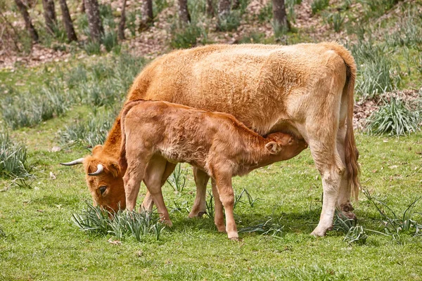 Ternero Destetado Amamantando Madre Ganado Bovino Enfermera —  Fotos de Stock