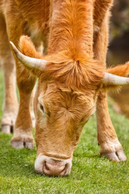 İnek otlatan doğal otlak. Baş müfreze Sığır çiftliği.
