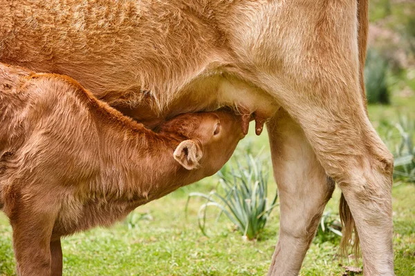 未断奶的小牛犊正在从他母亲那里挤奶 牛的牛 名词化 — 图库照片
