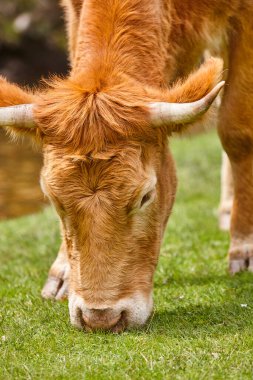 İnek otlatan doğal otlak. Baş müfreze Sığır çiftliği.