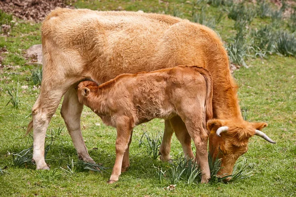 Ternero Destetado Amamantando Madre Ganado Bovino Enfermera —  Fotos de Stock