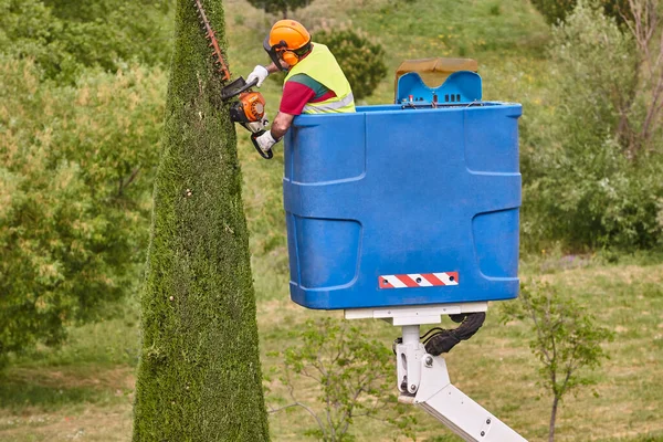 Jardinero Podando Ciprés Con Una Motosierra Una Grúa — Foto de Stock