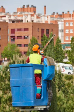 Bahçıvan vinçle selvi buduyor. Mevsimlik bakım