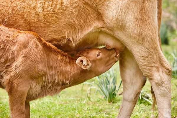 Unweaned Calf Suckling His Mother Bovine Cattle Nursling — Stock Photo, Image