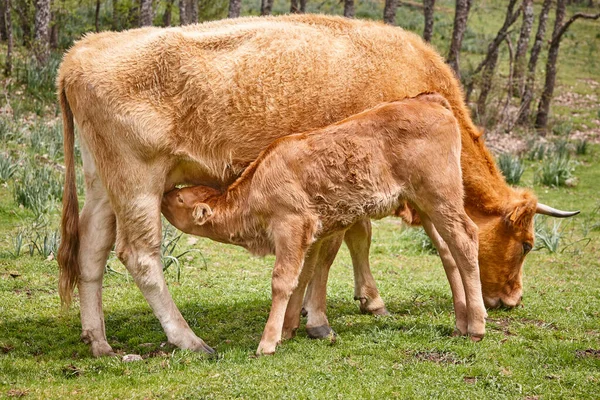 Ternero Destetado Amamantando Madre Ganado Bovino Enfermera —  Fotos de Stock