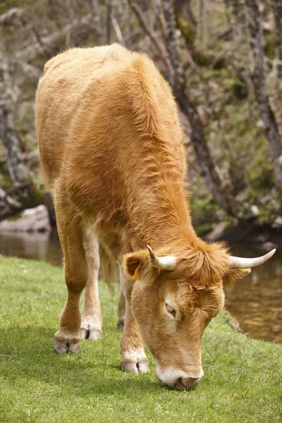 Αγελάδα Βόσκει Φυσικό Βοσκότοπο Λεπτομέρεια Βοοειδή Κτηνοτροφία — Φωτογραφία Αρχείου