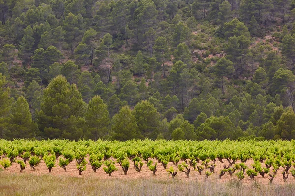 Piantagione Vigneti Utiel Requena Ora Del Raccolto Valencia Spagna — Foto Stock