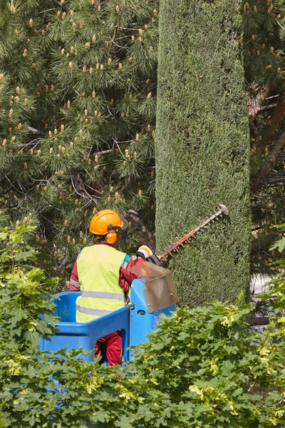 Gärtner Schneidet Eine Zypresse Einem Kran Saisonale Baumpflege — Stockfoto