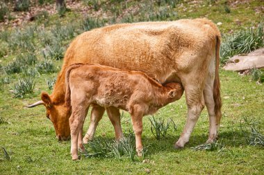 Anasından emziren sütten kesilmiş bir buzağı. Sığır sürüsü. Emzirme