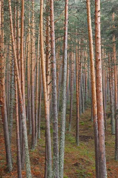 Tallskog Naturbakgrund Grön Och Hälsosam Miljö Vertikal — Stockfoto