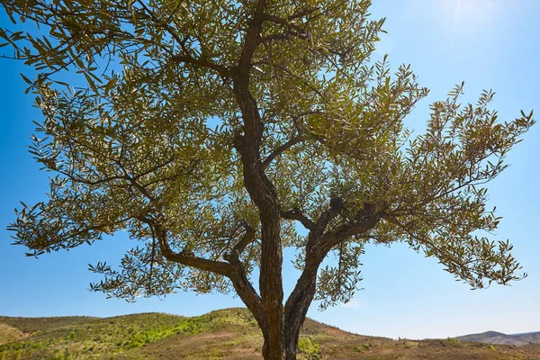 Drzewo Oliwne Wsi Śródziemnomorskie Rolnictwo Hiszpania — Zdjęcie stockowe