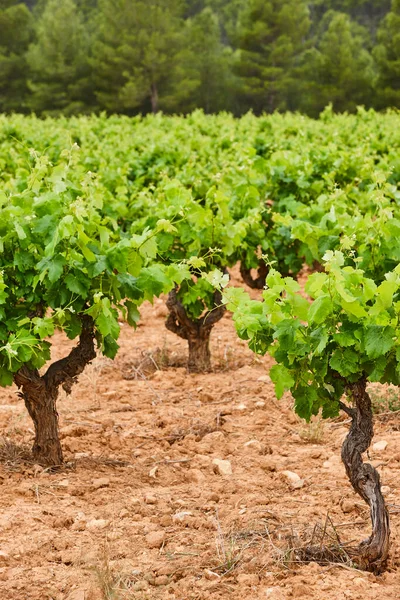 Piantagione Vigneti Utiel Requena Ora Del Raccolto Valencia Spagna — Foto Stock